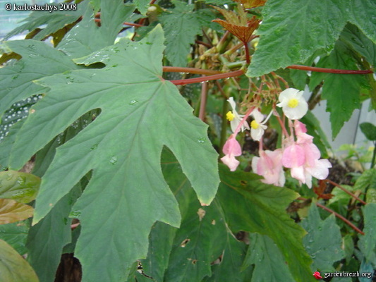 B. ‘Conservateur Grisvard’